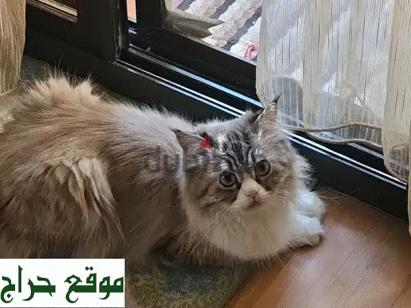 فرصة ذهبية: تبنى قط ذكر ودود ومحب للأطفال والقطط الأخرى! (مع لوازم مجانية)