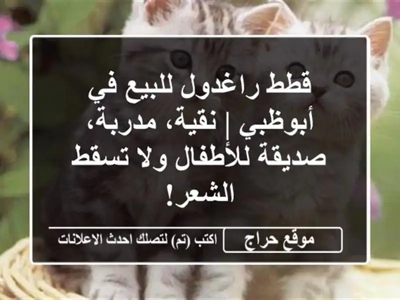 قطط راغدول للبيع في أبوظبي | نقية، مدربة،...