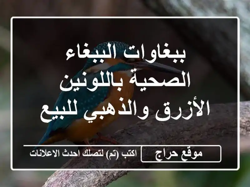 ببغاوات الببغاء الصحية باللونين الأزرق والذهبي للبيع