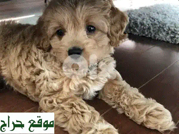 فرصة ذهبية: جرو بومرانيان تي كب مستورد - مدرب، محصن، ورفيق عائلي مدهش!