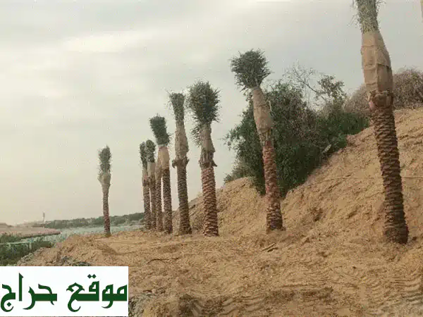 أشجار، زهور، نخيل: تشكيلة نباتاتكم الكاملة...