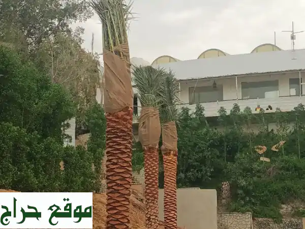 أشجار، زهور، نخيل: تشكيلة نباتاتكم الكاملة في الإمارات | جمال طبيعي لمساحاتكم