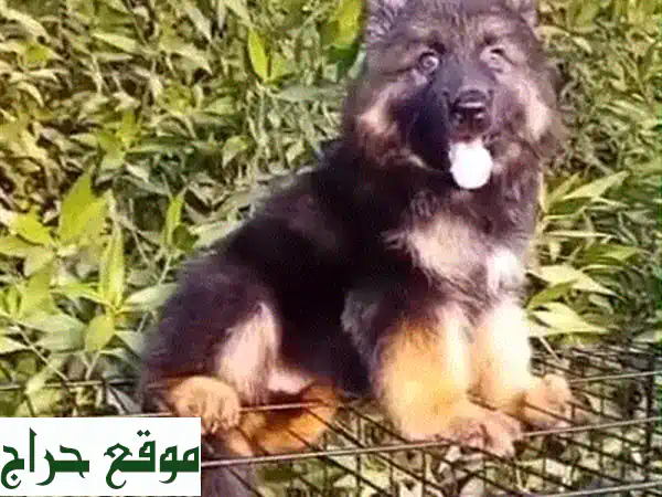 🌟 للبيع: جراوي جيرمن شيبرد لونج هير شولاين -...