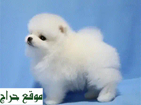 كلاب للبيع: جرو كوتون دي تولير أبيض ساحر (3 أشهر) - رفيق عائلي مثالي!