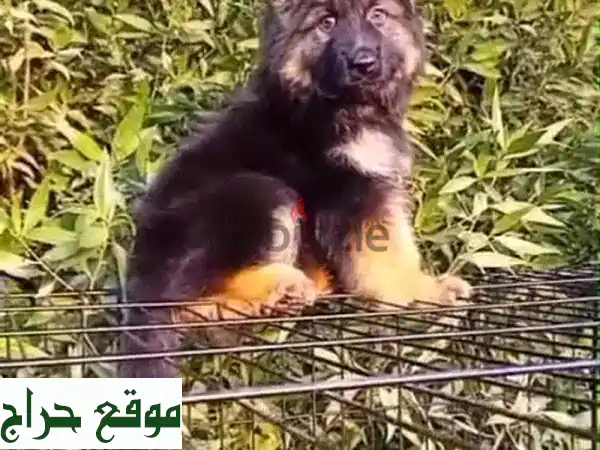 🌟 للبيع: جراوي جيرمن شيبرد لونج هير شولاين - مستوى عالمي ومواصفات توب | Imported German Shepherd Puppies
