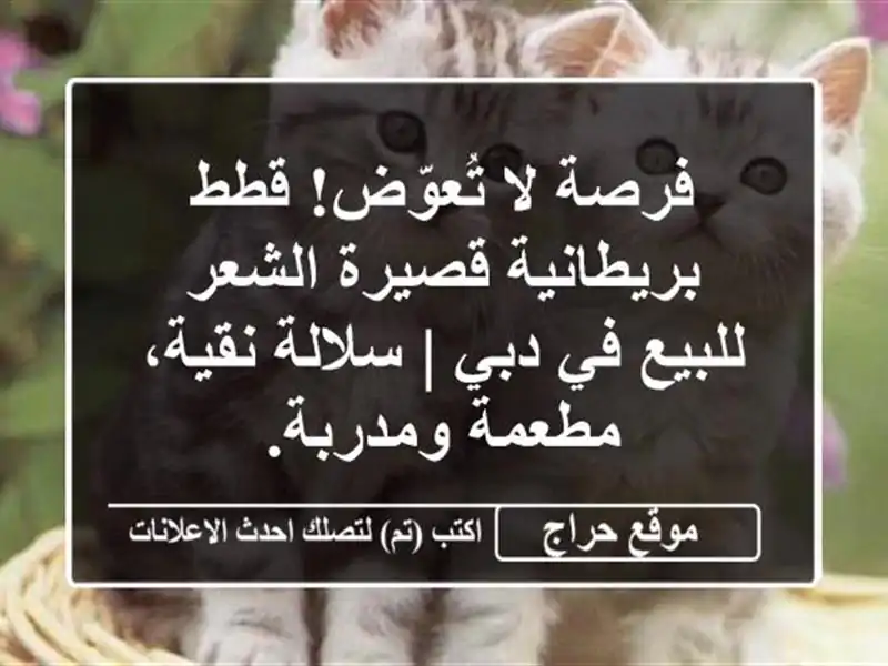 فرصة لا تُعوّض! قطط بريطانية قصيرة الشعر للبيع في دبي...