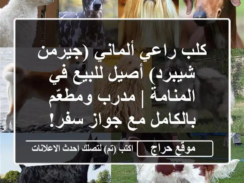 كلب الراعي الألماني