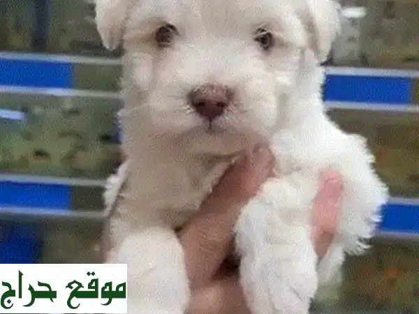 جرو يوركشاير توي ذكر صغير للبيع | رفيقك المثالي وهدية الكريسماس الساحرة! 🐶