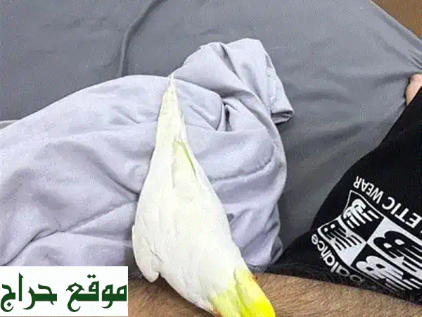 للبيع: كوكاتيل لوتينو أليف جداً (ذكر) - لا يعض،...