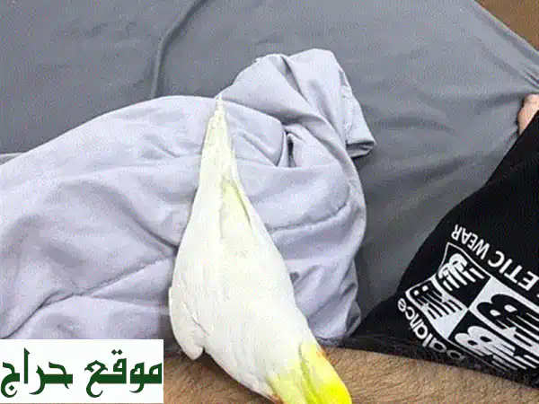 للبيع: كوكاتيل لوتينو أليف جداً (ذكر) - لا يعض، مثالي للأطفال وجاهز للتزاوج!