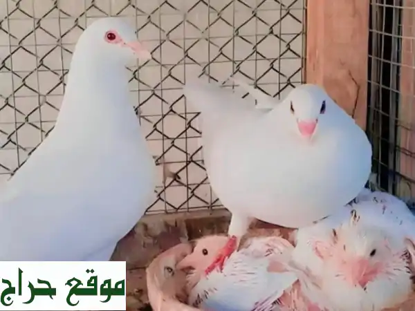 حمام لاحم فرنسي للبيع: سلالة ممتازة لإنتاج وفير! سعر تنافسي 45-55 درهم