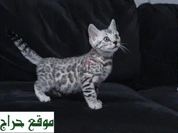 لا تفوتوا: قط مونتشكين 'ليـا' الأصيل (ذكر 9 أسابيع) | مسجل، مطعم، وشحن آمن!