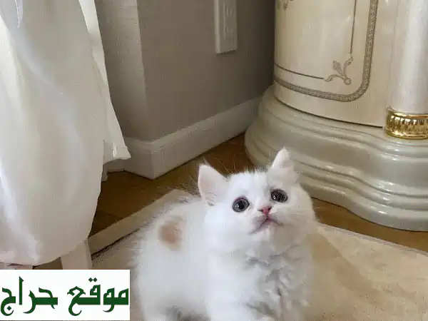 لا تفوتوا: قط مونتشكين 'ليـا' الأصيل (ذكر 9 أسابيع)...