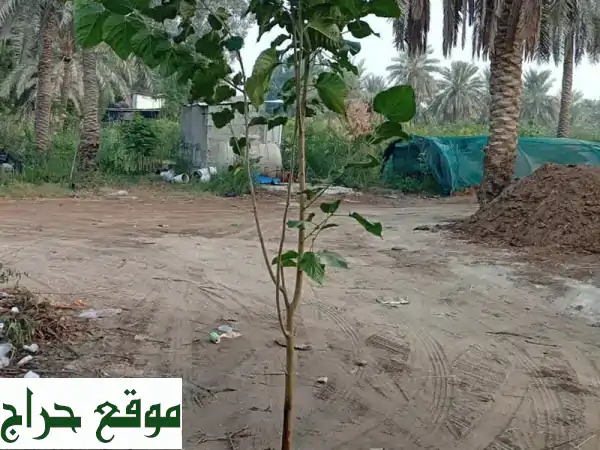 أشجار، زهور، نخيل للبيع في الرياض | حلول متكاملة لمساحتك الخضراء ومشاريعك (معدات زراعية وصناعية)