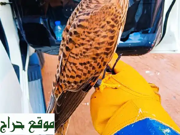 صقور شرياص بذا وير للبيع: رفقاء السماء المدربون بكامل مستلزماتهم!