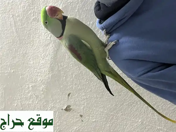 للبيع: درة نبالي ذكر أليف ومتكلم في الرياض | رفيقك الذكي من البحرين | فرصة ذهبية