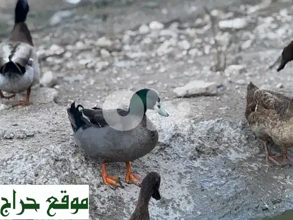 ذكور بط كاكي كامبل للبيع: جمال وإنتاجية بسعر لا يُصدق!