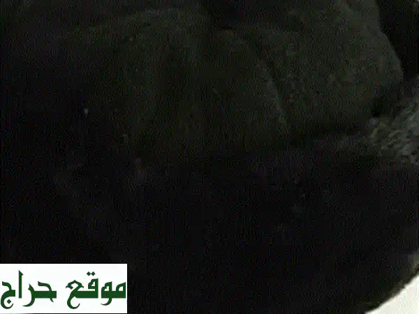 سر أناقتك بـ 5$! حقيبة سوداء عصرية لكل المناسبات.