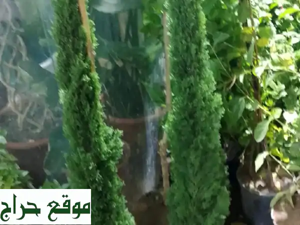 أشجار، زهور، نخيل للبيع في الرياض | حلول...