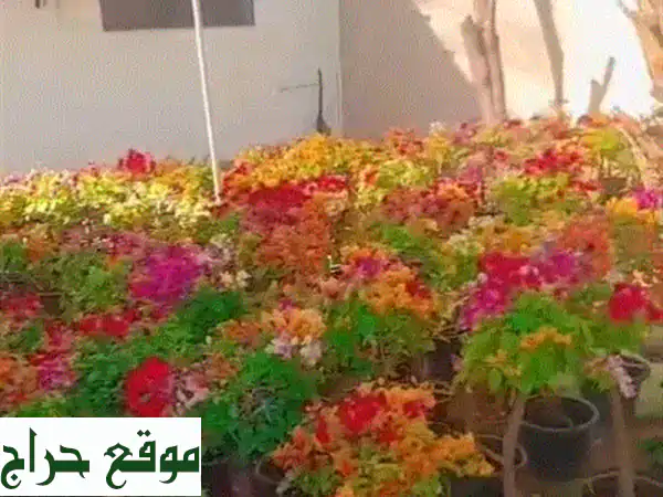 جهنمية مطعمة ألوان رائعة: جمال فريد لحديقتك بحائل!...