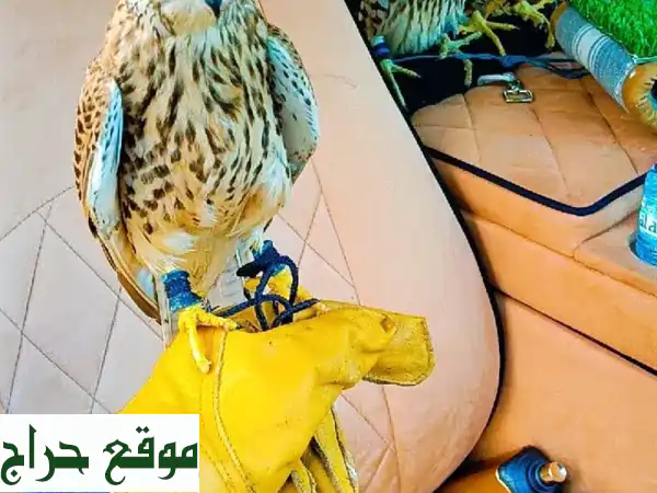 صقور شرياص بذا وير للبيع: رفقاء السماء المدربون...