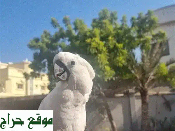 🔥 عرض العام الجديد: كوكاتو امبريلا أليف جداً 🦜...