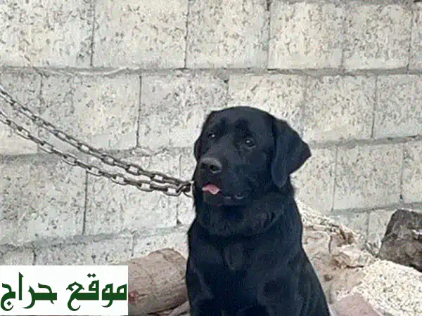 جرو لابرادور أسود نقي (ذكر) للبيع - رفيقك الوفي...