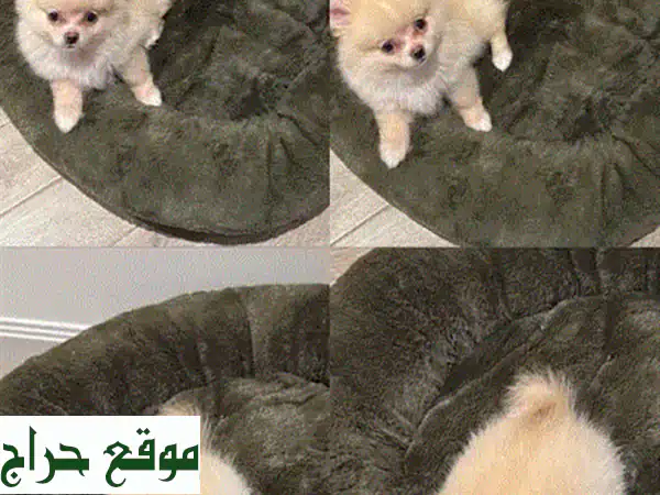 بوميرانيان للبيع: ليو جرو ذكر 7 أشهر - ودود، ذكي،...