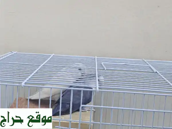 أضف البهجة لمنزلك! 🦜 عصفورين أبيض وأزرق مع...