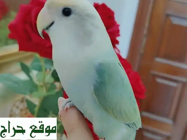 ببغاء روز هولندي أليف ومتكلم للبيع | أب لاين فيس...