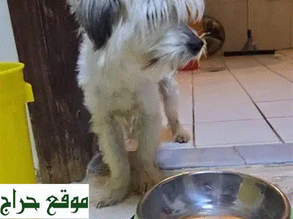 فرصة لا تعوض! كلب مالتيز مكس 