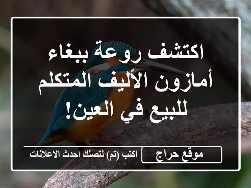 اكتشف روعة ببغاء أمازون الأليف المتكلم للبيع في العين!