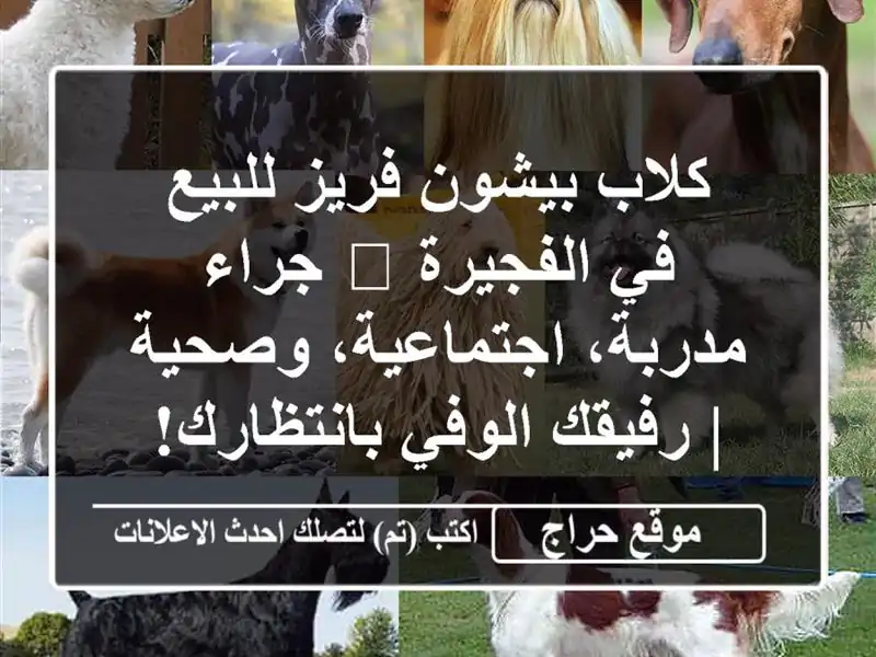 كلاب بيشون فريز للبيع في الفجيرة 🐶 جراء...