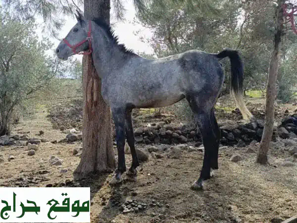 فرصة ذهبية بوادي خالد عكار: خيول، جمال، وبغال...