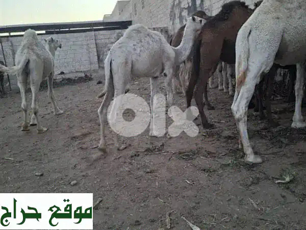 فرصة ذهبية بوادي خالد عكار: خيول، جمال، وبغال أصيلة للبيع | تواصل واتساب