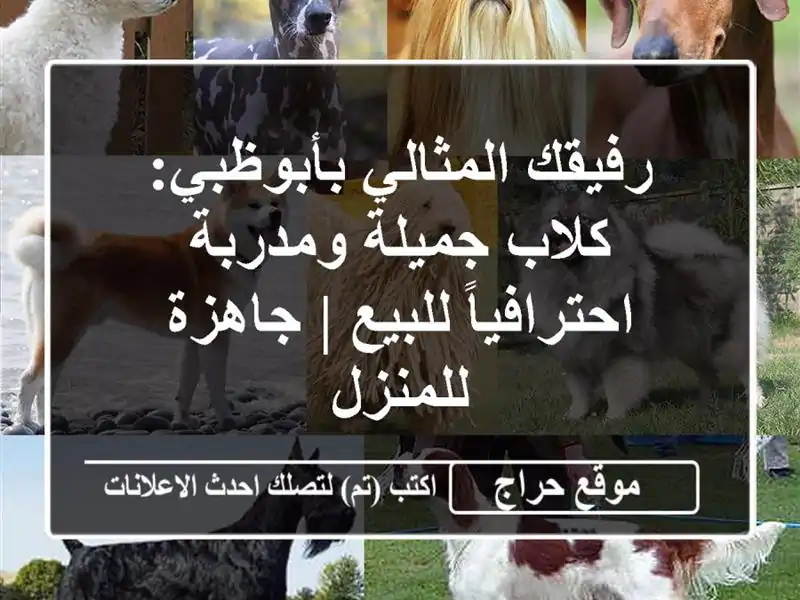 رفيقك المثالي بأبوظبي: كلاب جميلة ومدربة...