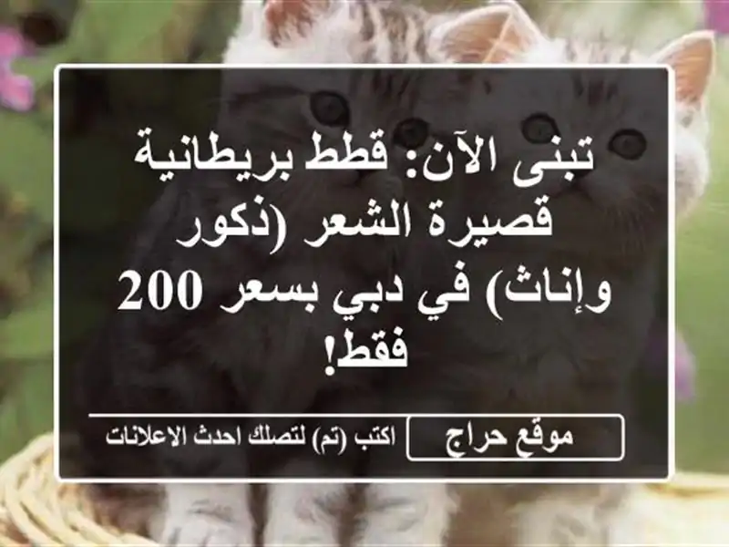 تبنى الآن: قطط بريطانية قصيرة الشعر (ذكور وإناث) في...