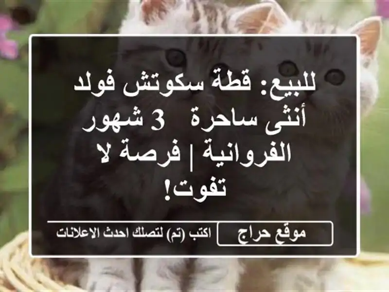 للبيع: قطة سكوتش فولد أنثى ساحرة - 3 شهور - الفروانية...