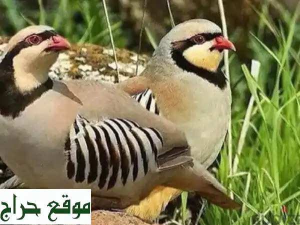 الحجل والفزن: طيور حية وبيض مخصب للبيع | جودة...