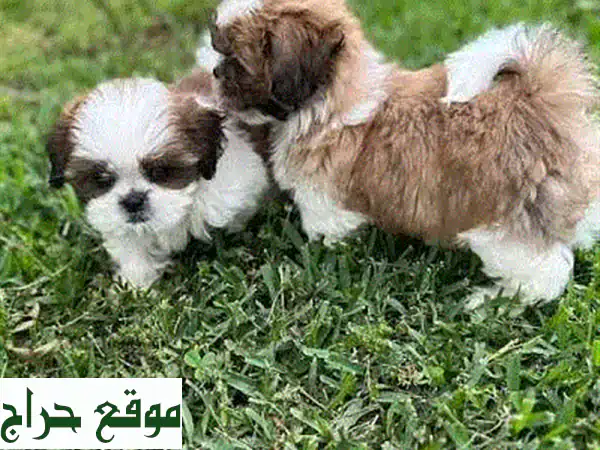 أجمل الجراء للبيع في البحرين: شيتزو، بودل، يوركي...