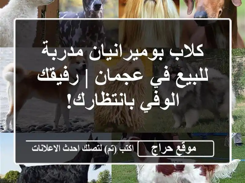 كلاب بوميرانيان مدربة للبيع في عجمان | رفيقك...
