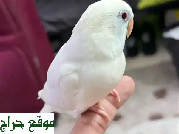 طائر حب ألبينو أحمر العيون مروض: رفيقك الفريد! |...