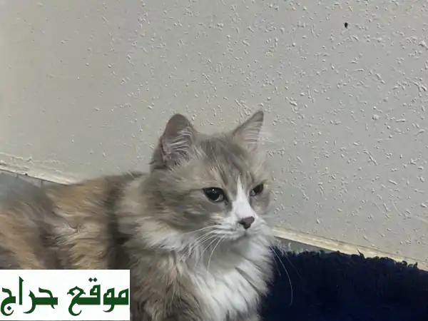 فرصة لا تُفوّت! 🐾 قطة شيرازي أنثى جميلة ونظيفة للبيع (7 شهور) بـ 500 ريال