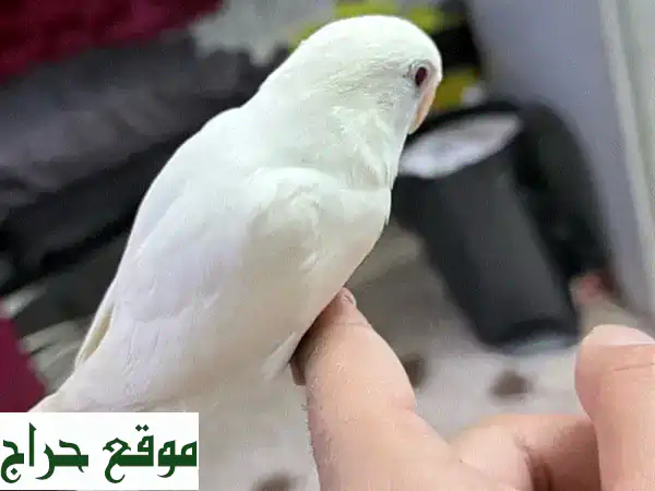 طائر حب ألبينو أحمر العيون مروض: رفيقك الفريد! | شاهد الفيديو على واتساب