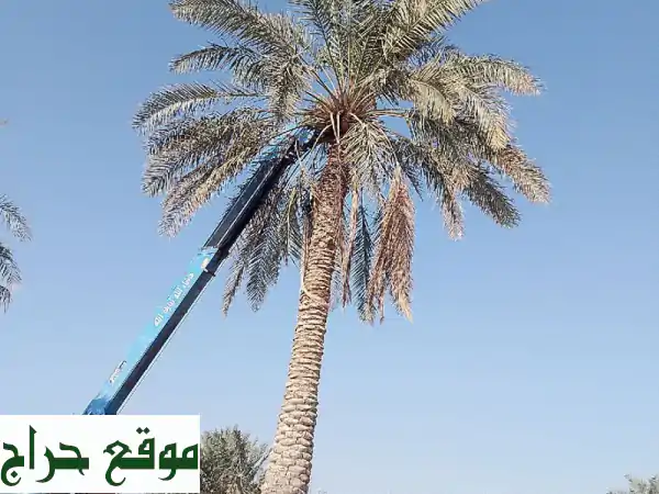 نخيل السعودية: توريد، غرس، قلع احترافي (سرعة ودقة)