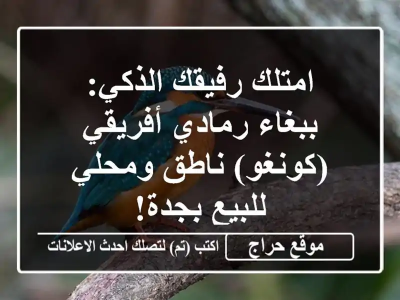 امتلك رفيقك الذكي: ببغاء رمادي أفريقي (كونغو)...