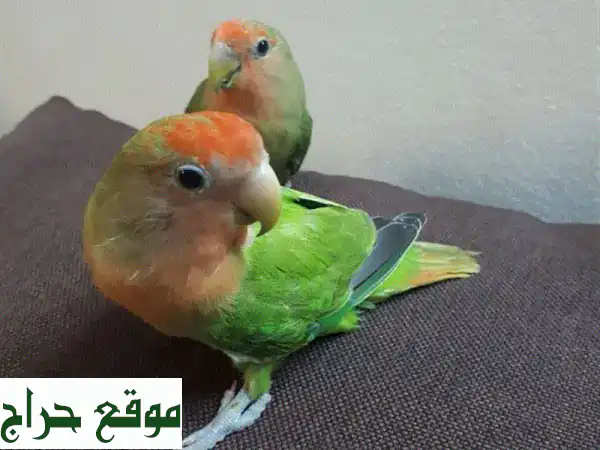 طيور الحب الأليفة للبيع 🕊️ رفقاء صحيون ونشيطون لمنزلك!