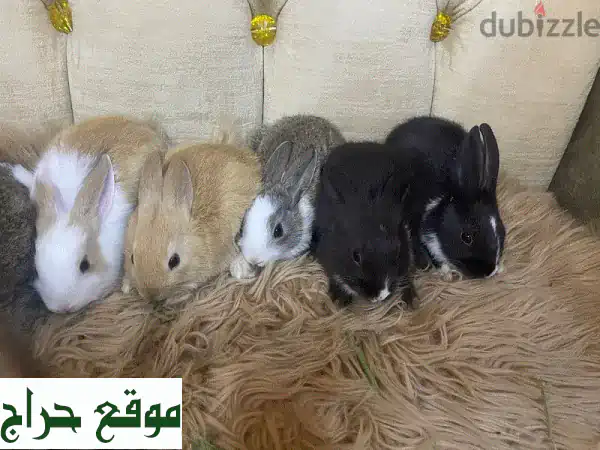 أرانب عمانية للبيع 🐰 بـ 3 ريال فقط! ألوان جذابة...