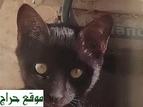 تبني قطة صغيرة مجاناً في مسقط (غلا، بوشر) - أنثى حنونة وجميلة تبحث عن منزل دائم