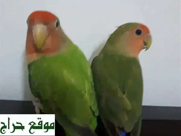 طيور الحب الأليفة للبيع 🕊️ رفقاء صحيون...